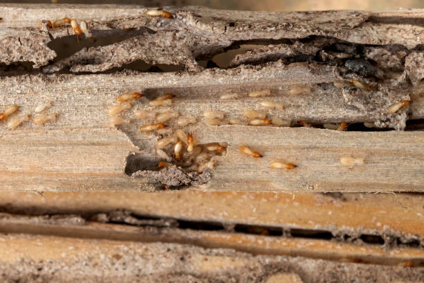 Best Residential Pest Control  in Kirkwood, MO